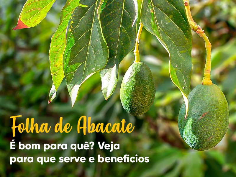 Folha de Abacate � bom para qu�? Entenda para que serve e benef�cios